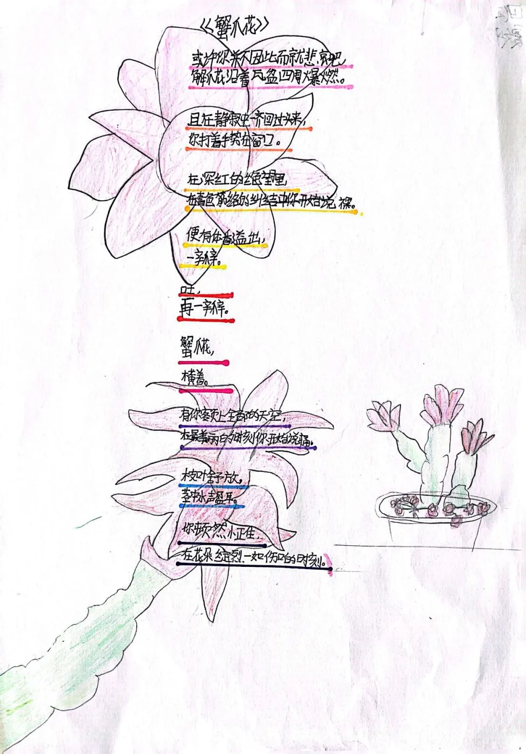 小学现代诗配画作品《蟹爪花》