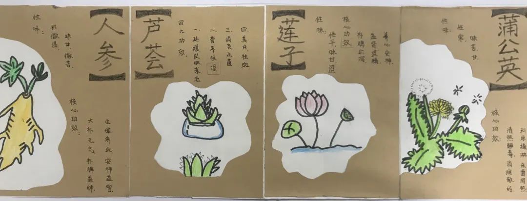 “植物手绘合集”引领孩子学习植物