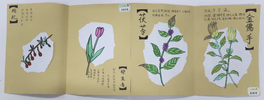 小学生植物画优秀作品