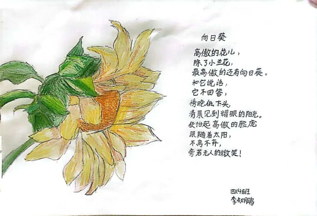 中小学生现代诗配画图片作品《向日葵》