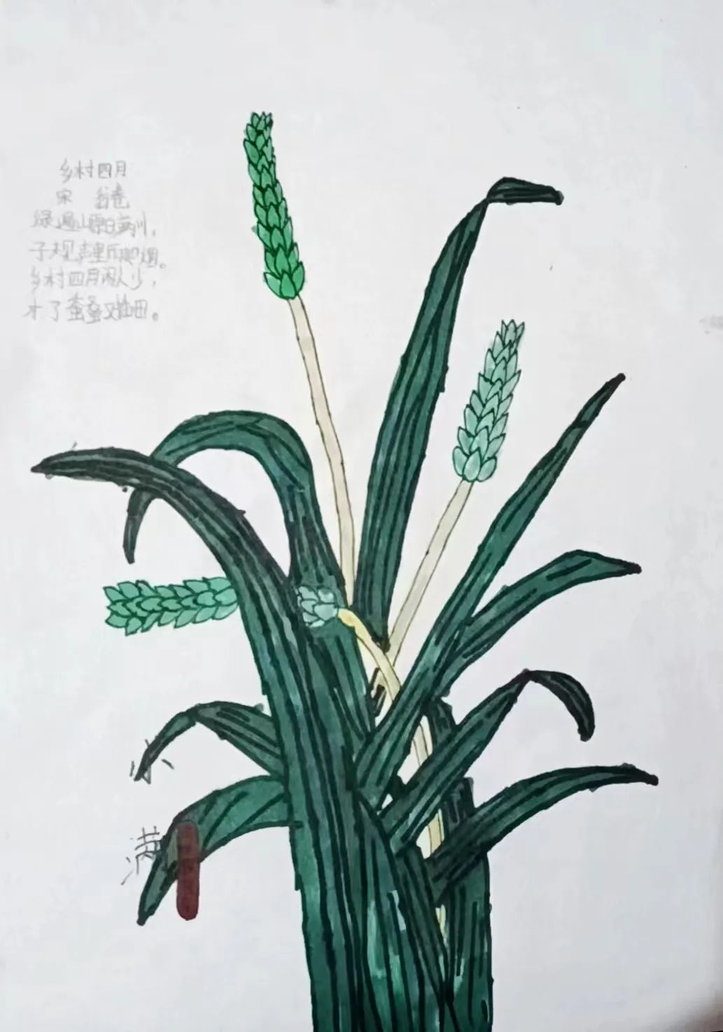 二十四节气之小满主题绘画（10）