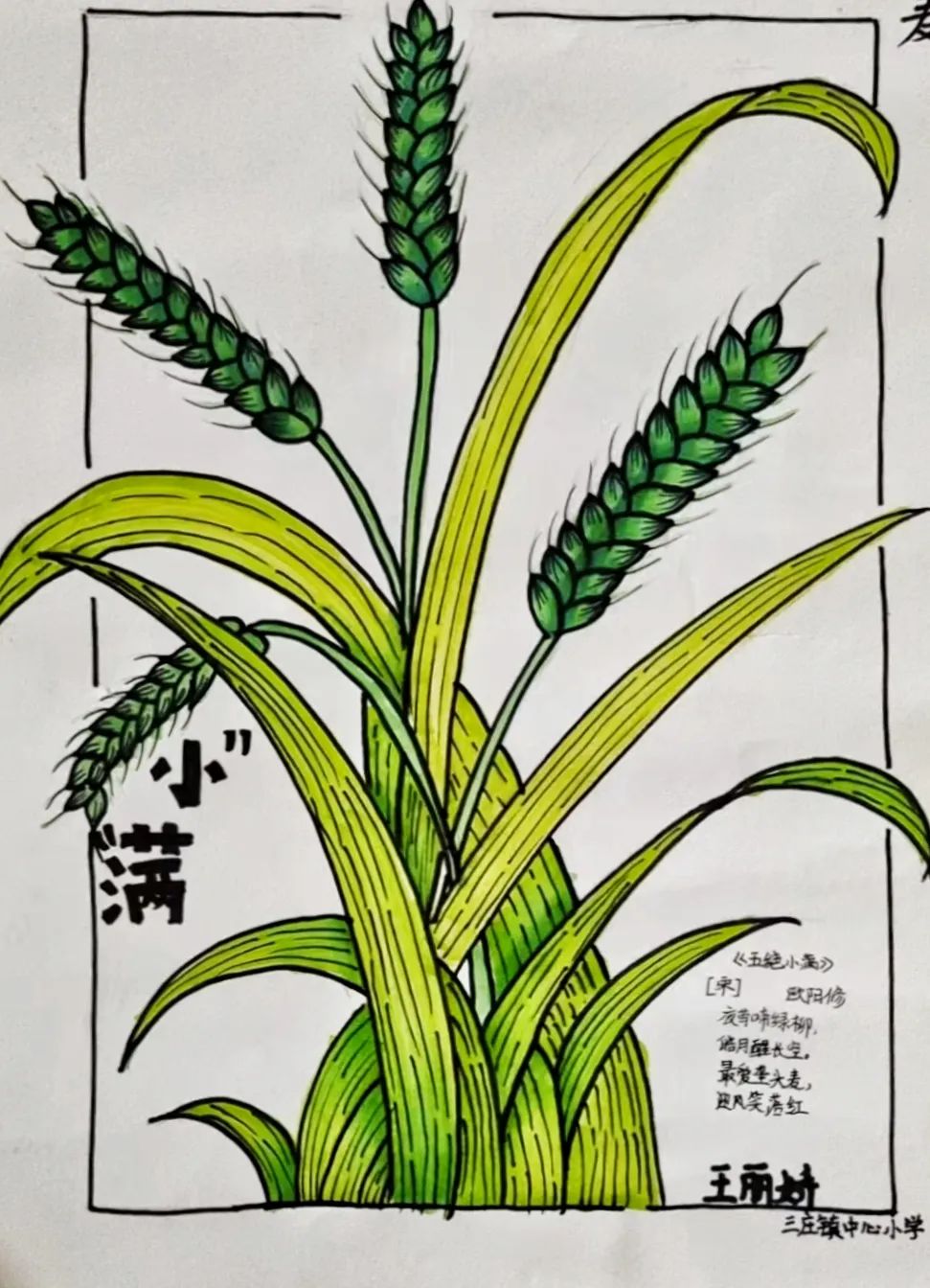二十四节气之小满主题绘画（3）