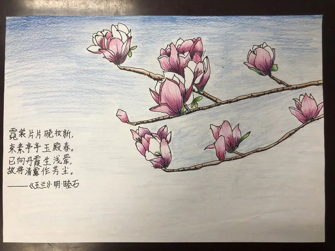 儿童古诗配画作品《玉兰》